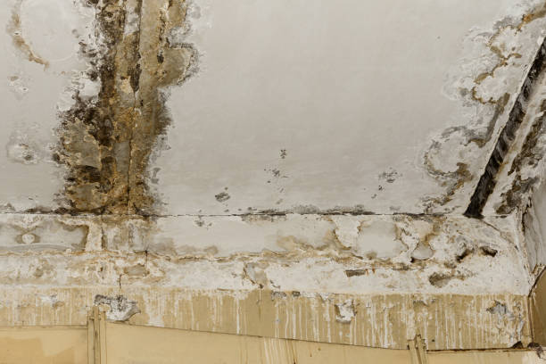 Best Air Quality Testing for Mold Spores  in Boronda, CA