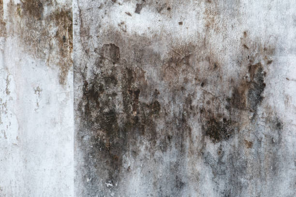 Best Mold Removal for HVAC Installations  in Boronda, CA