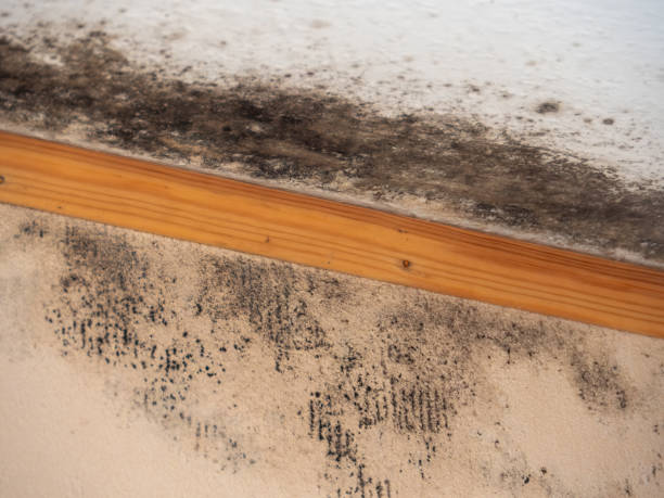  Boronda, CA Mold Removal Pros
