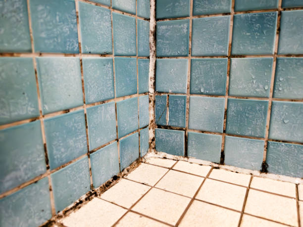 Best Attic Mold Removal  in Boronda, CA