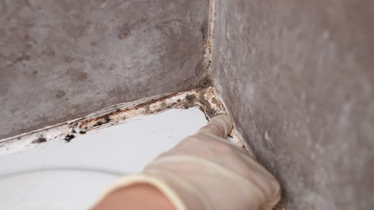 Best Asbestos and Lead Testing During Mold Inspection  in Boronda, CA