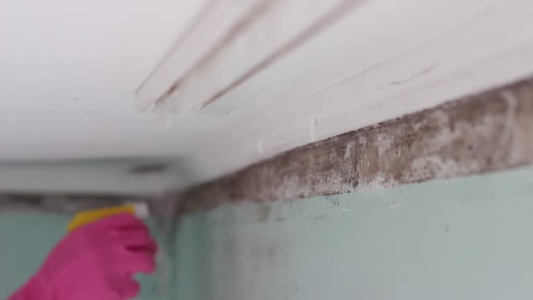 Best Mold Damage Restoration  in Boronda, CA