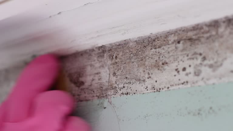 Best Emergency Mold Remediation  in Boronda, CA